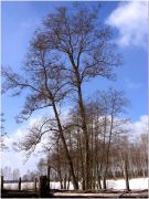 Фото-Тула. Георгий Сидоров. Дерево Ясной Поляны